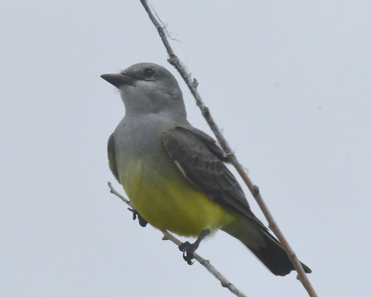 Western Kingbird - ML638314574