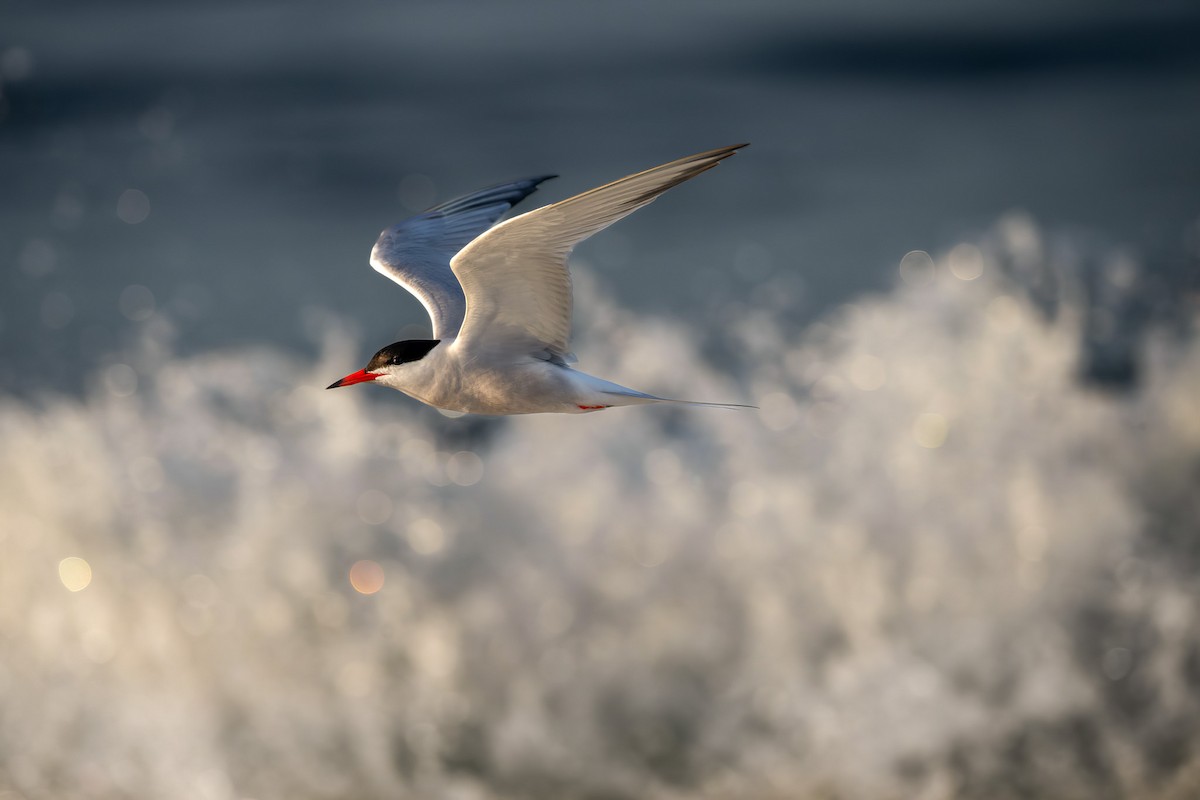 Common Tern - ML638314575