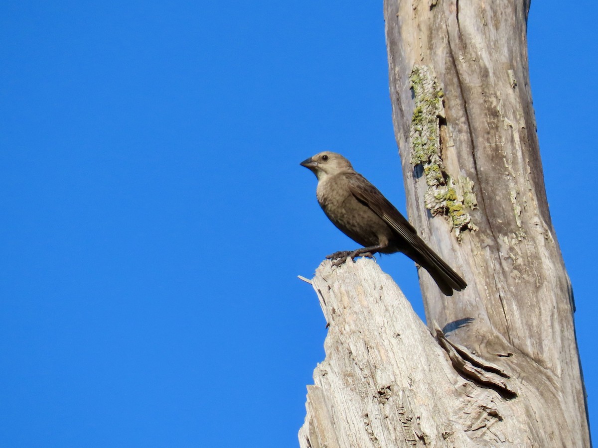 Brown-headed Cowbird - ML638314579