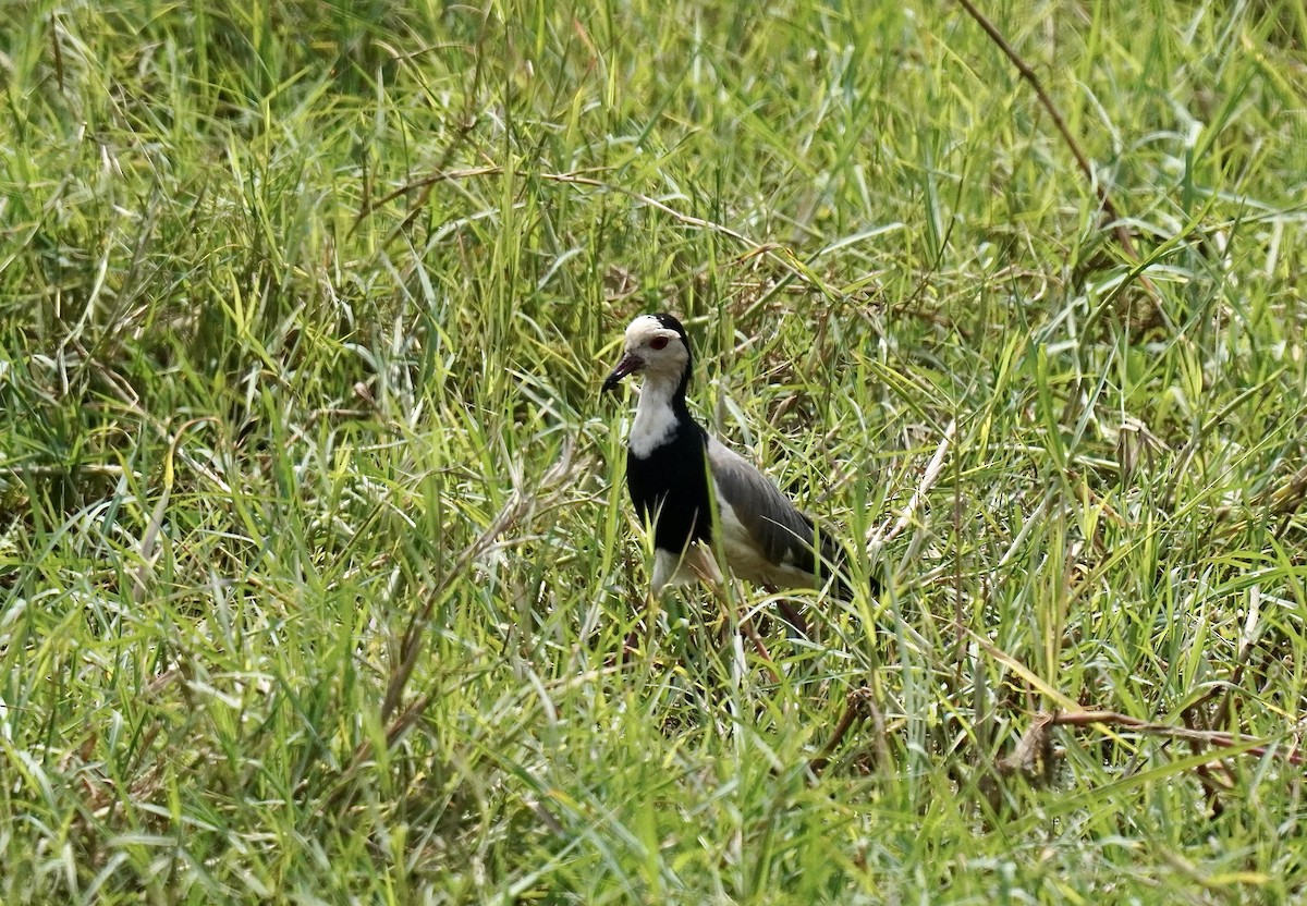 Long-toed Lapwing - ML638314586