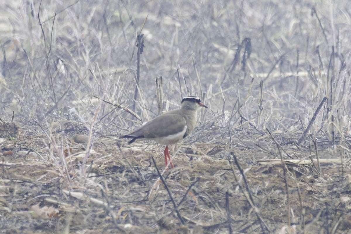 Crowned Lapwing - ML638314596