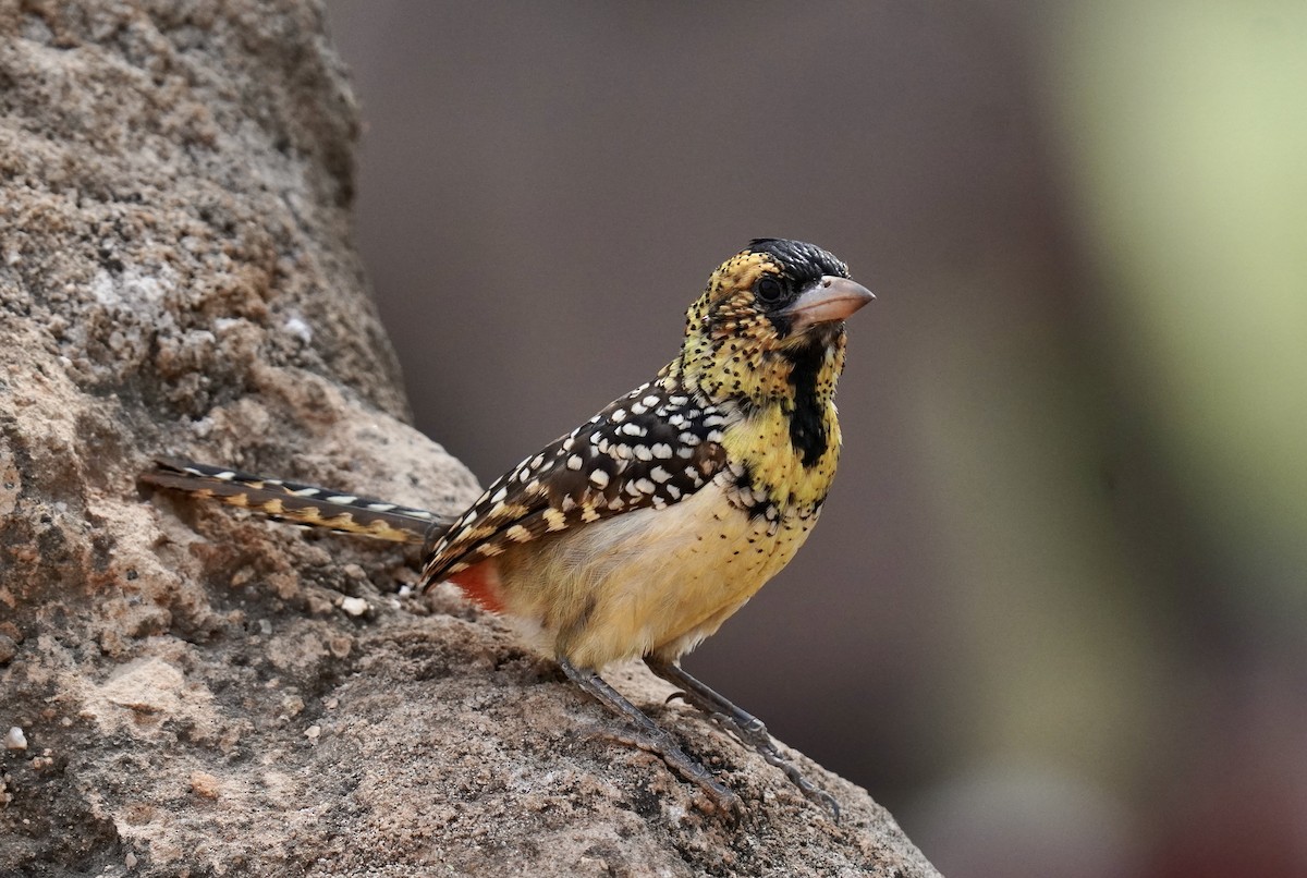 D'Arnaud's Barbet - ML638314611