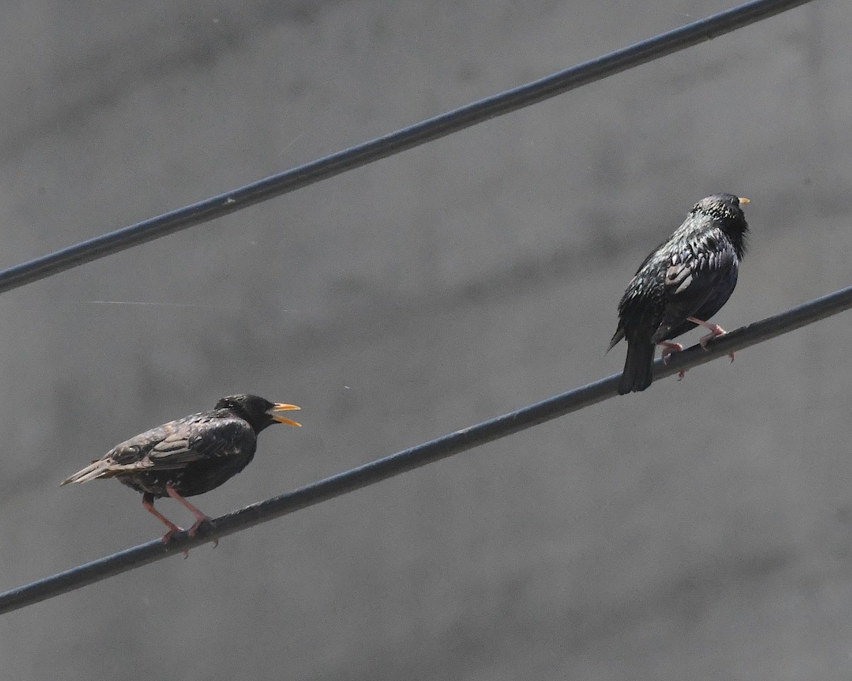 歐洲椋鳥 - ML638314613