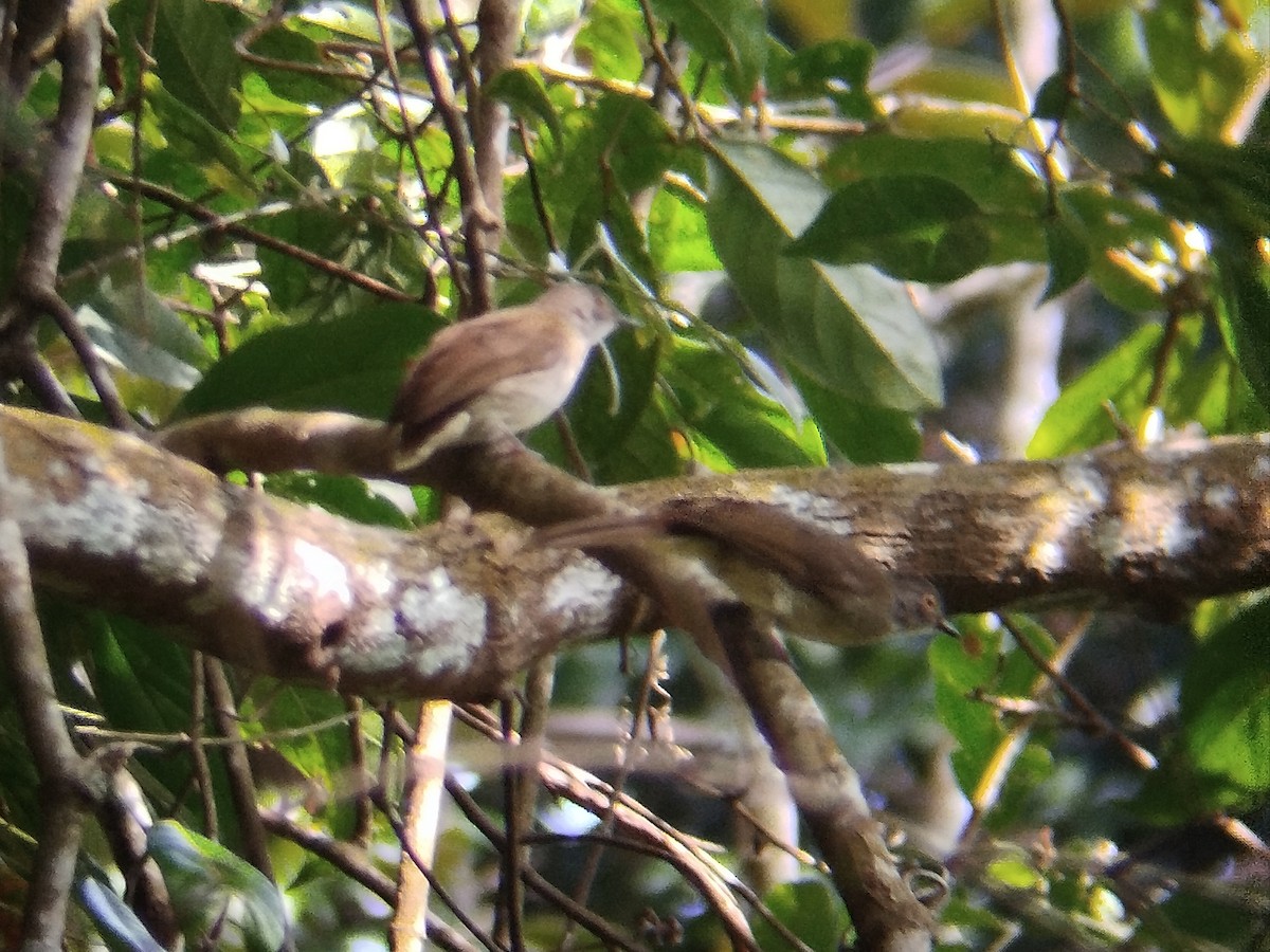 Spectacled Bulbul - ML638314623