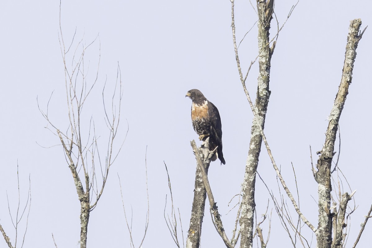 Jackal Buzzard - ML638314624