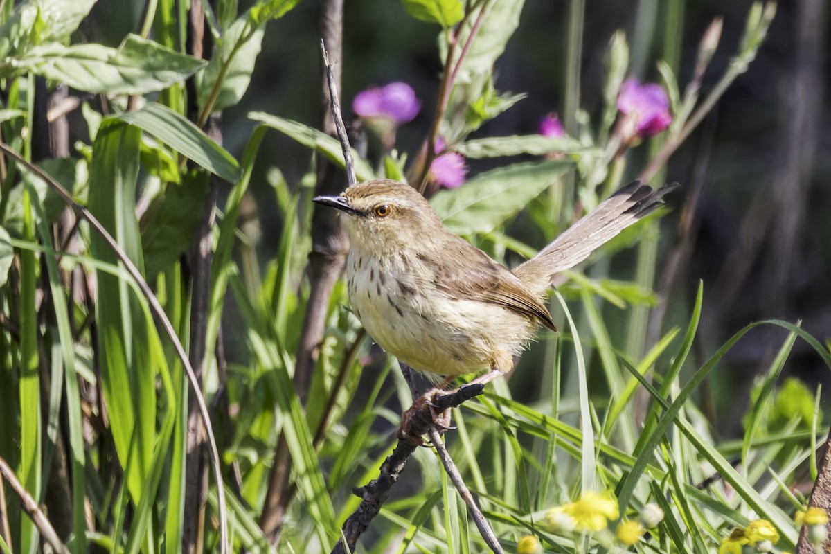 Drakensberg Prinia - ML638314632