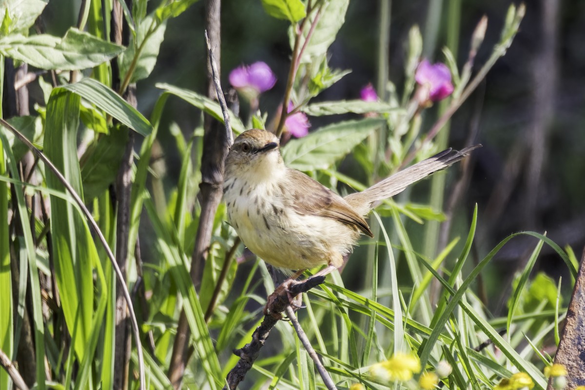 Drakensberg Prinia - ML638314633