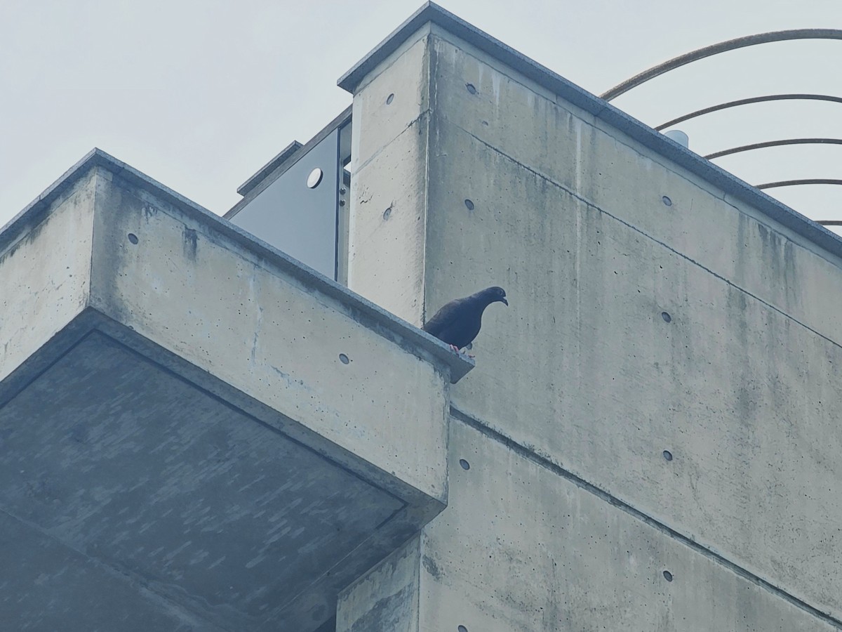 Pigeon biset (forme domestique) - ML638314640