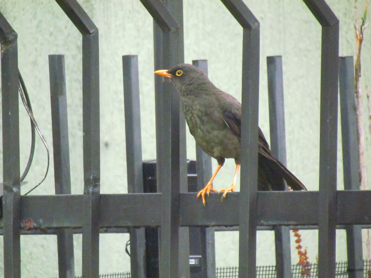 Great Thrush - ML638314642