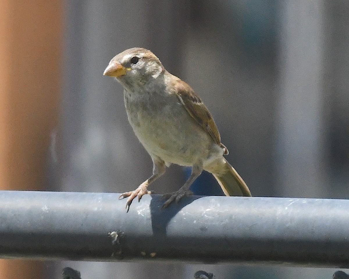 House Sparrow - ML638314643