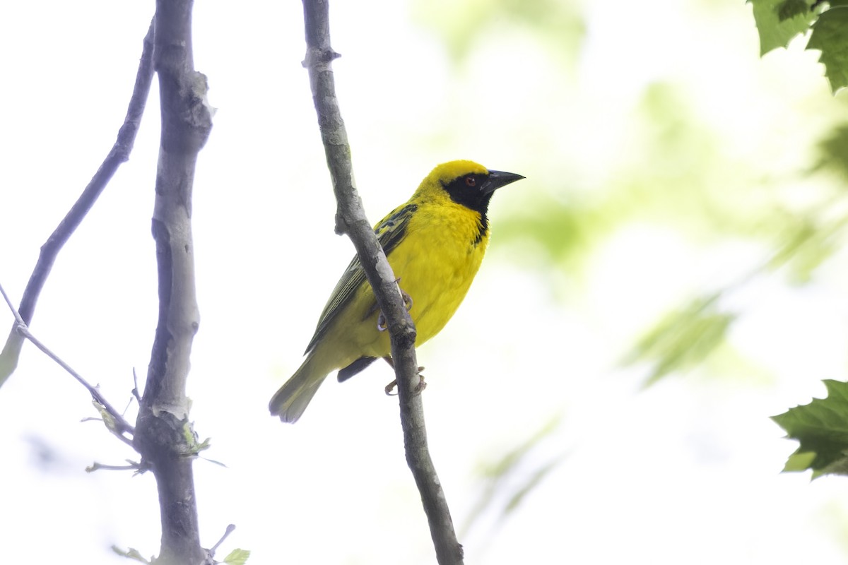 Southern Masked-Weaver - ML638314644
