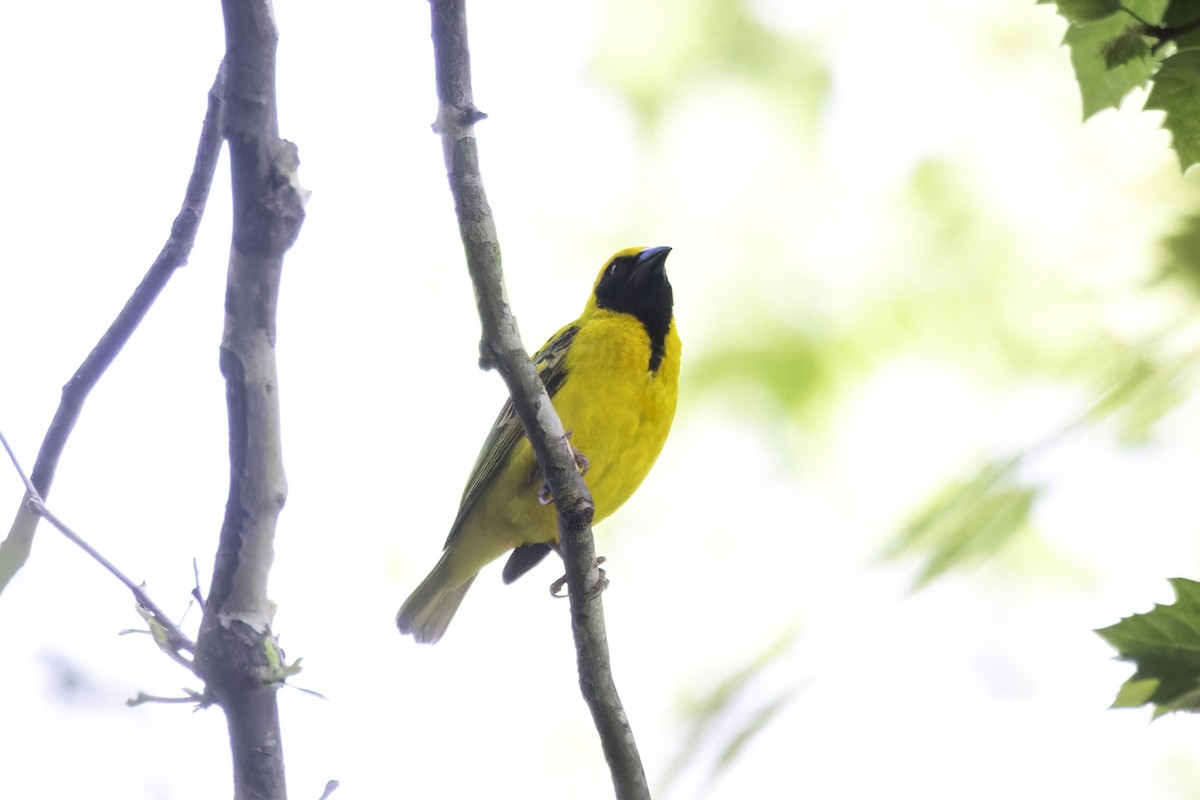 Southern Masked-Weaver - ML638314645
