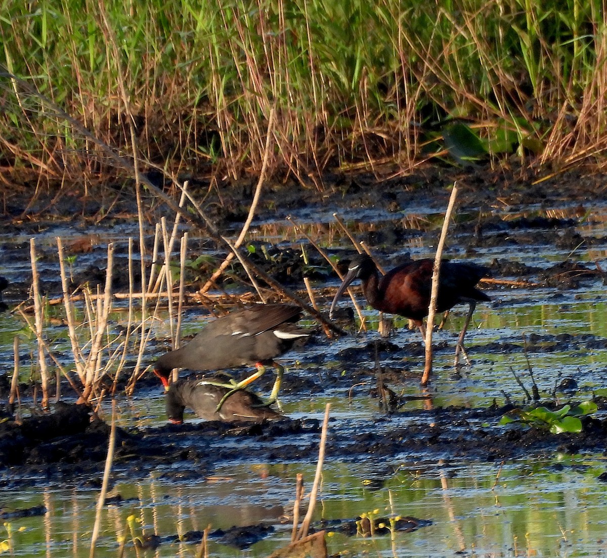 Common Gallinule - ML638314653