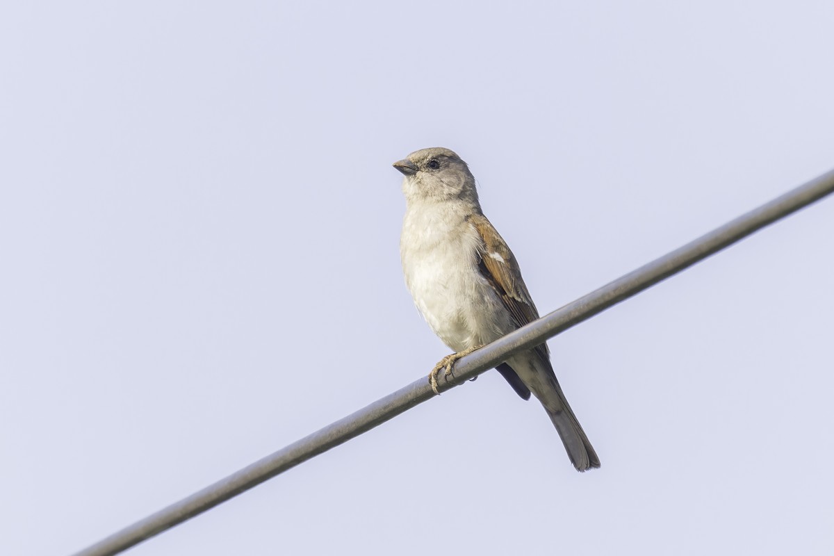 Southern Gray-headed Sparrow - ML638314657