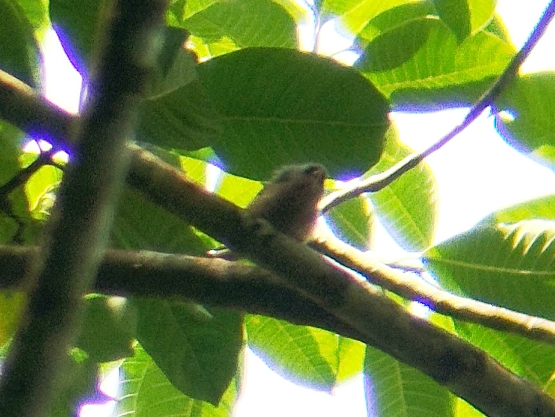 Velvet-fronted Nuthatch - ML638314661
