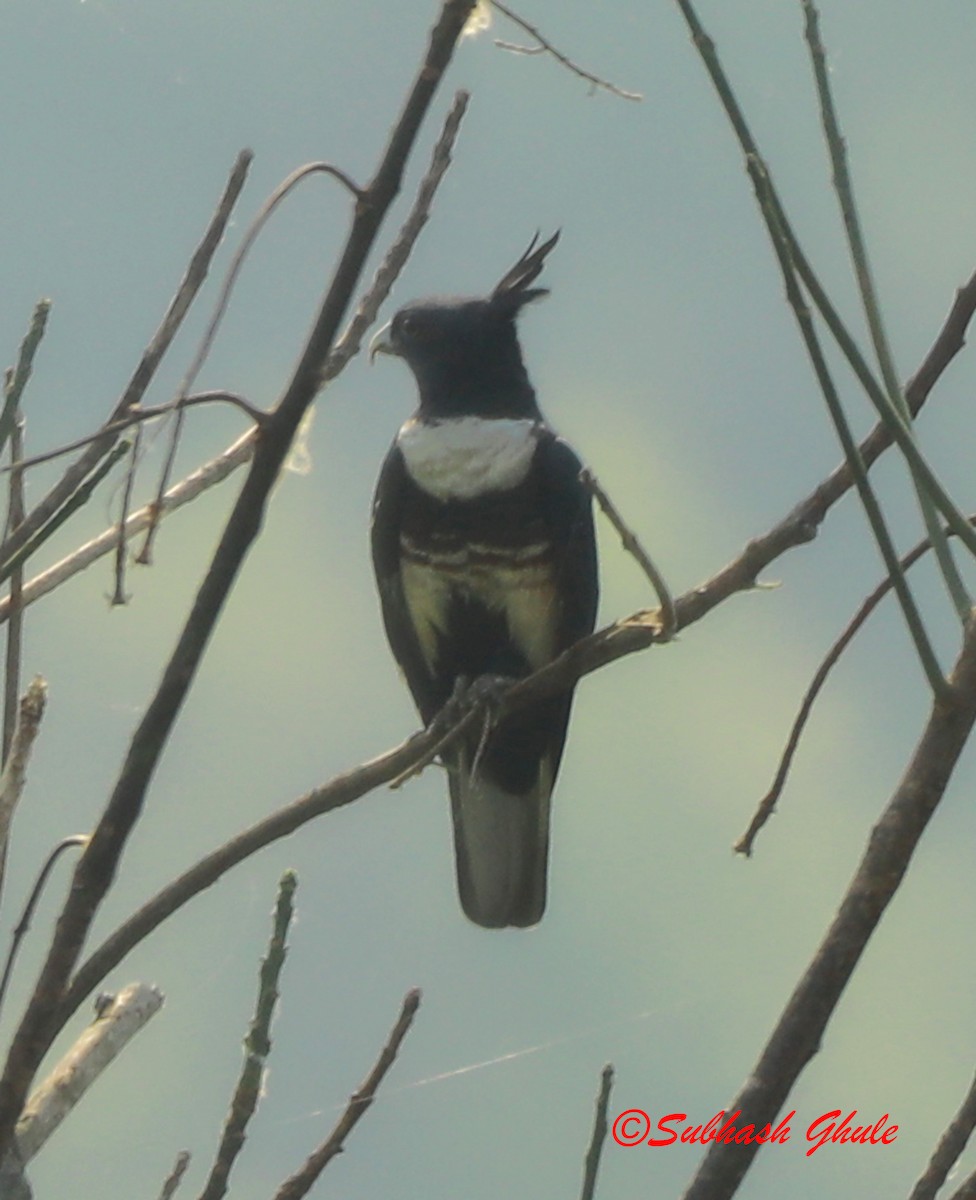 Black Baza - ML638314662