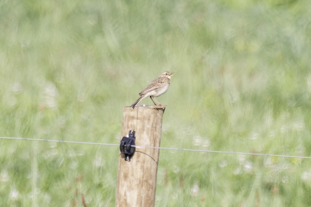 African Pipit - ML638314666