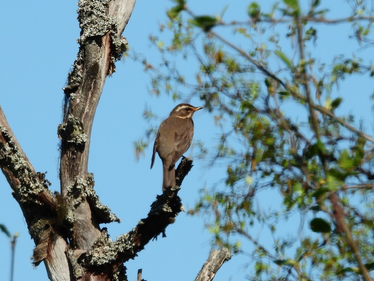 Redwing - ML638314678