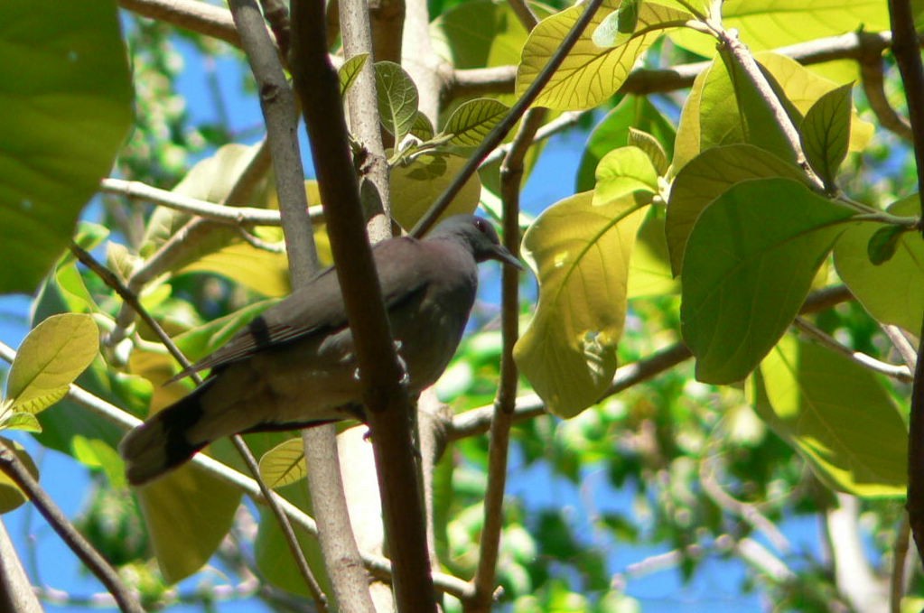 Malagasy Turtle-Dove - ML638314696