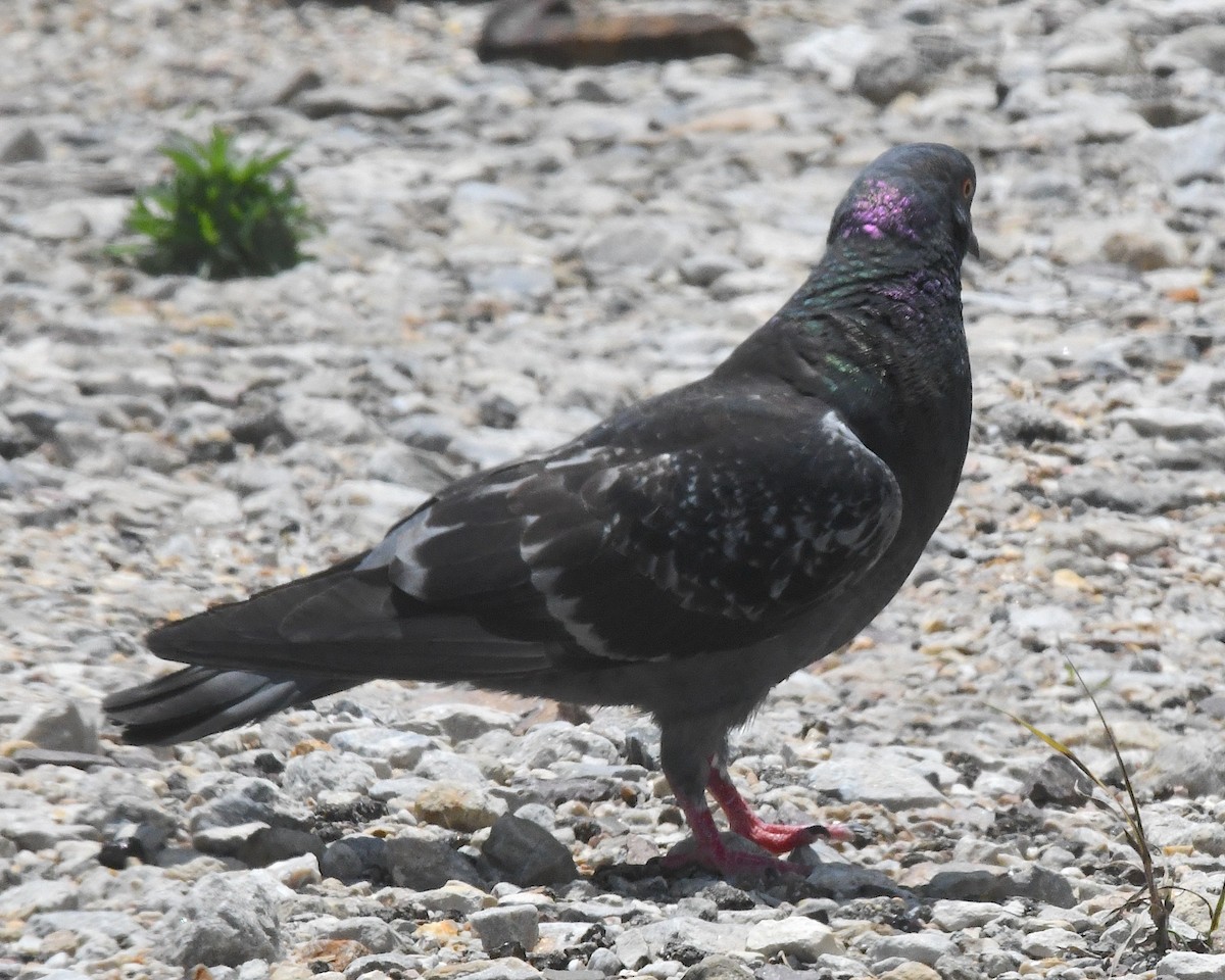 Pigeon biset (forme domestique) - ML638314703