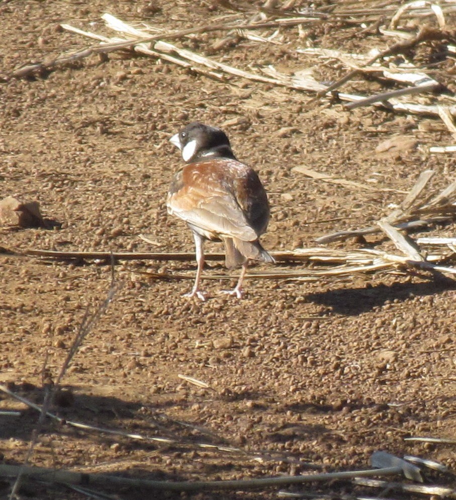 Chestnut-backed Sparrow-Lark - ML638314705