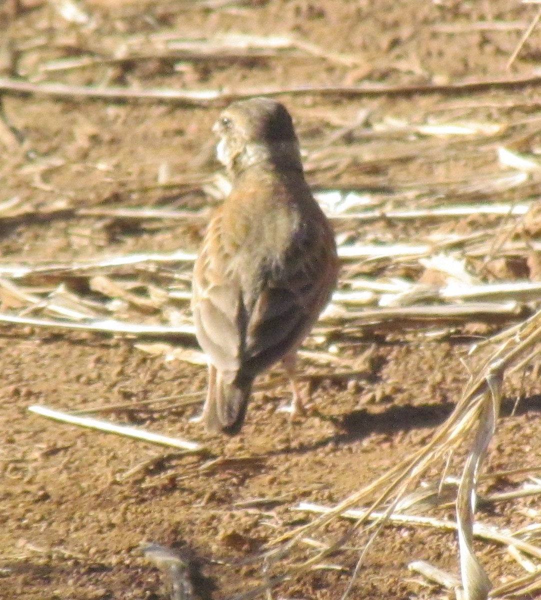 Chestnut-backed Sparrow-Lark - ML638314706