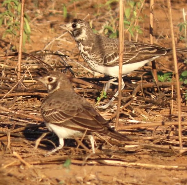 Chestnut-backed Sparrow-Lark - ML638314707