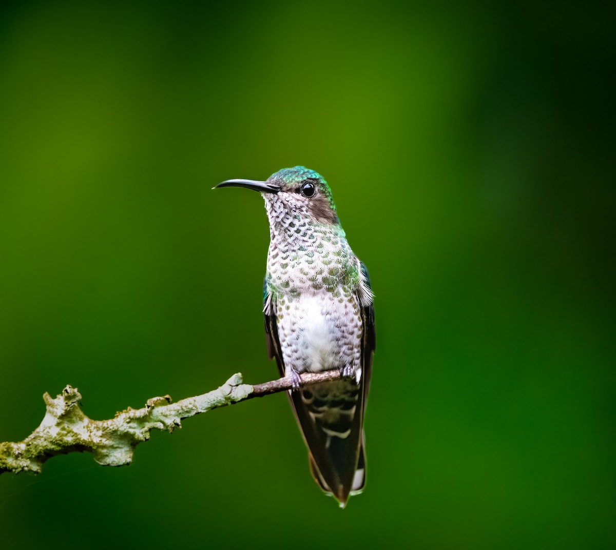 Lesser Violetear - ML638314710