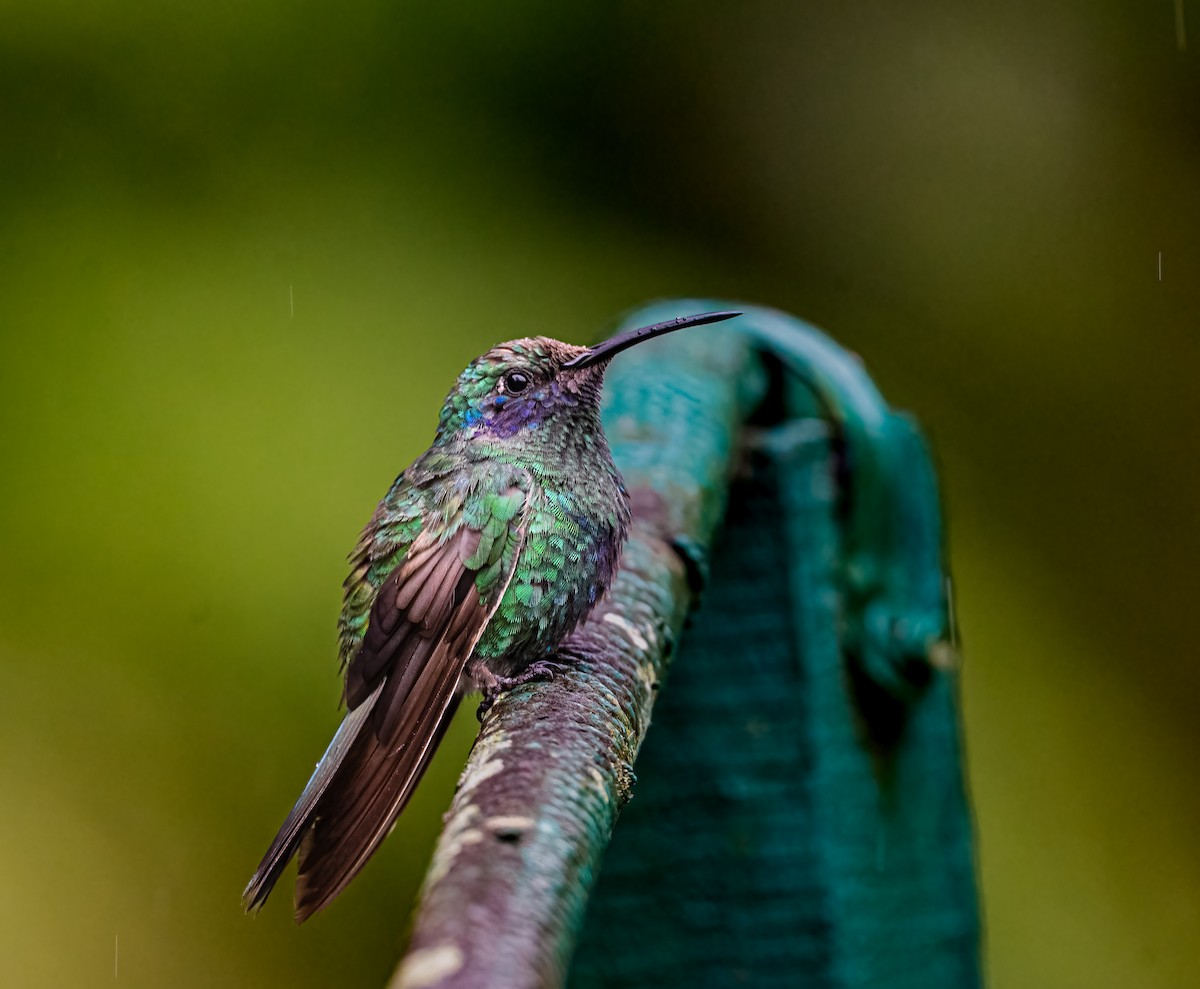 Lesser Violetear - ML638314711