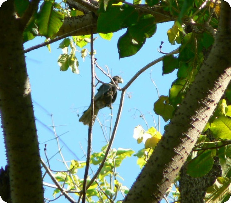 Greater Vasa Parrot - ML638314712