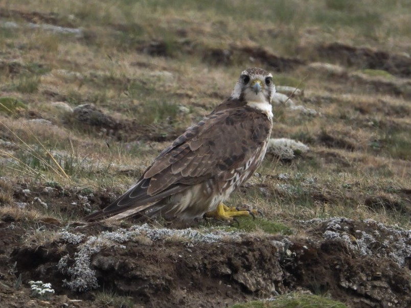 Saker Falcon - ML638314713