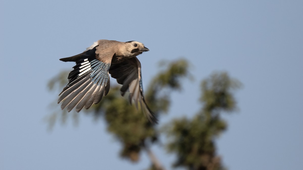 Eurasian Jay - ML638314716