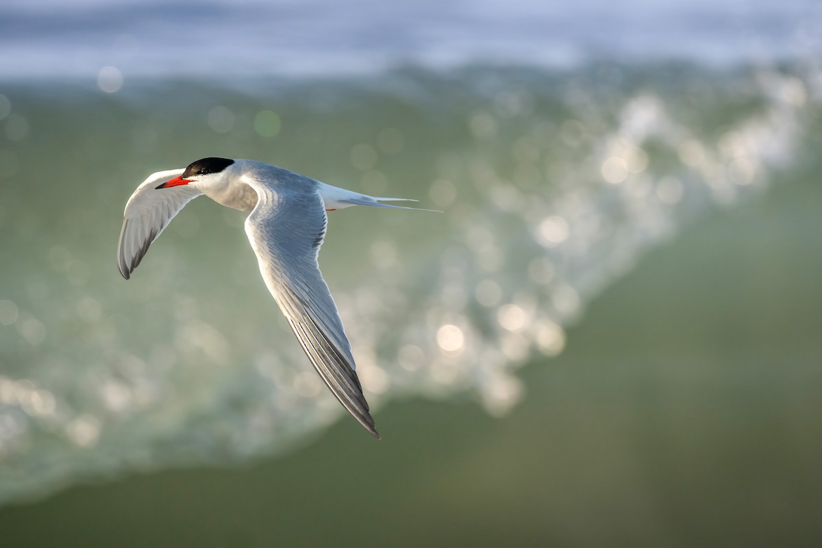 Common Tern - ML638314717