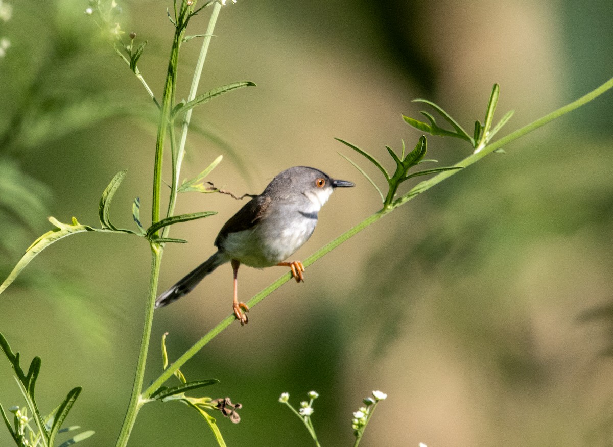 Gray-breasted Prinia - ML638314723