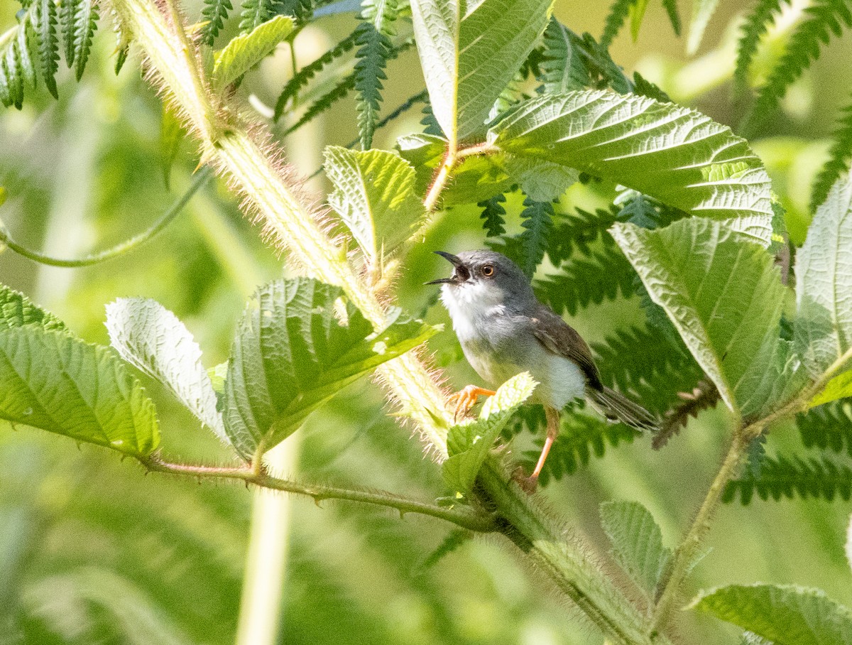Gray-breasted Prinia - ML638314724