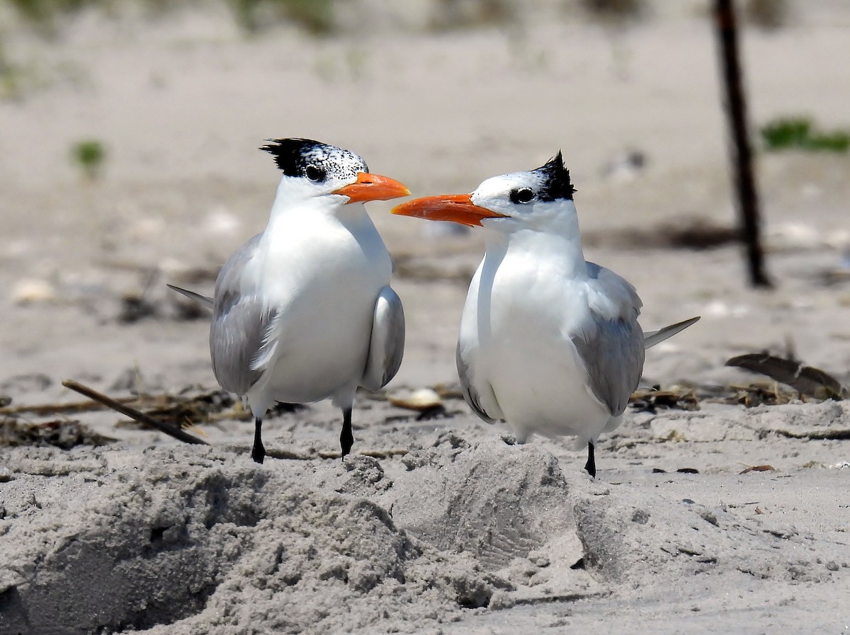 Royal Tern - ML638314726