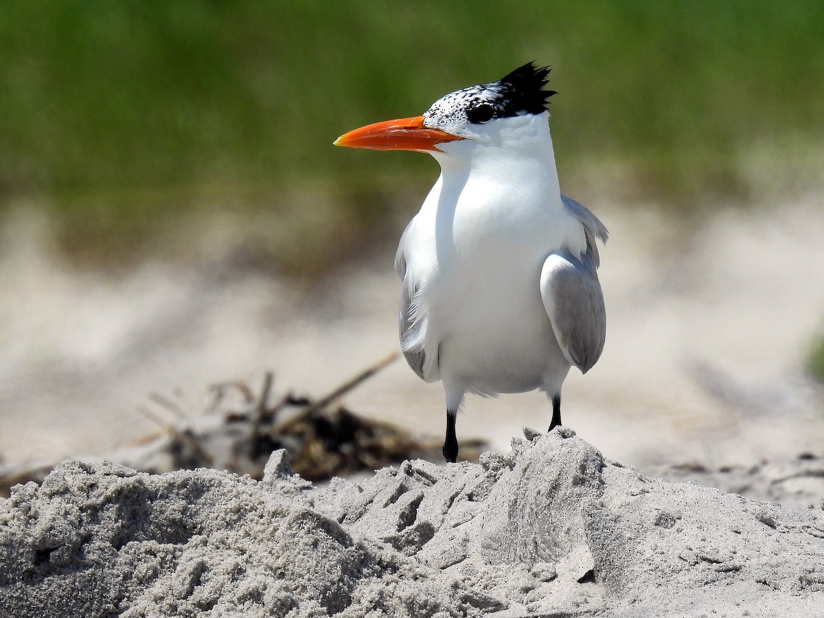 Royal Tern - ML638314727