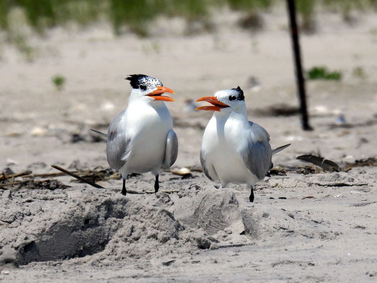 Royal Tern - ML638314728
