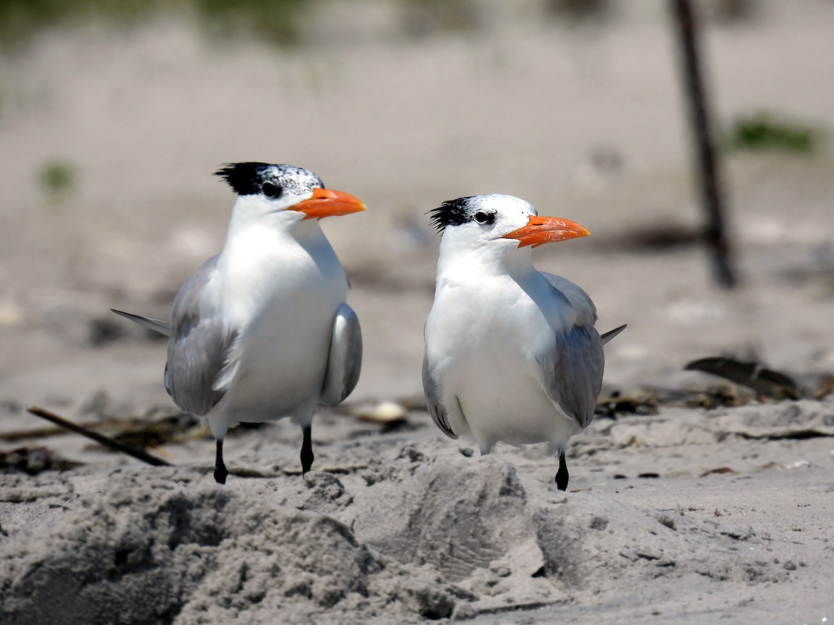 Royal Tern - ML638314729