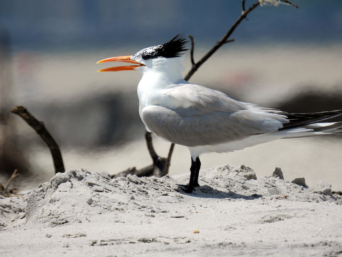 Royal Tern - ML638314730