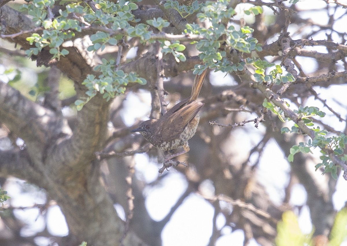 Barred Wren-Warbler - ML638314733