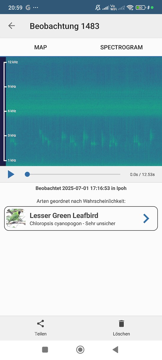 Lesser Green Leafbird - ML638314737