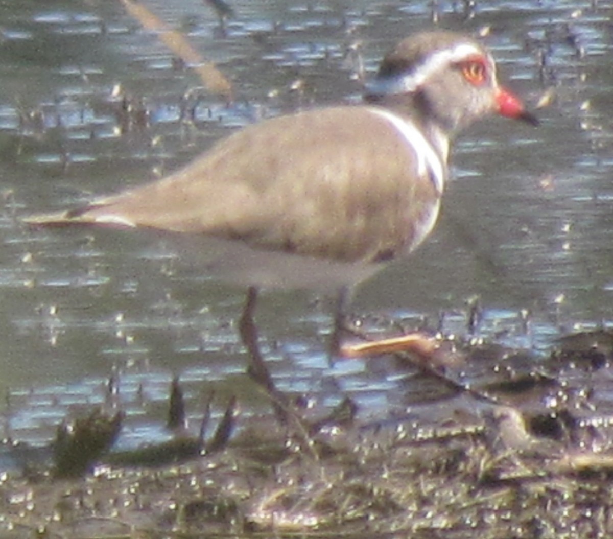 Three-banded Plover - ML638314743