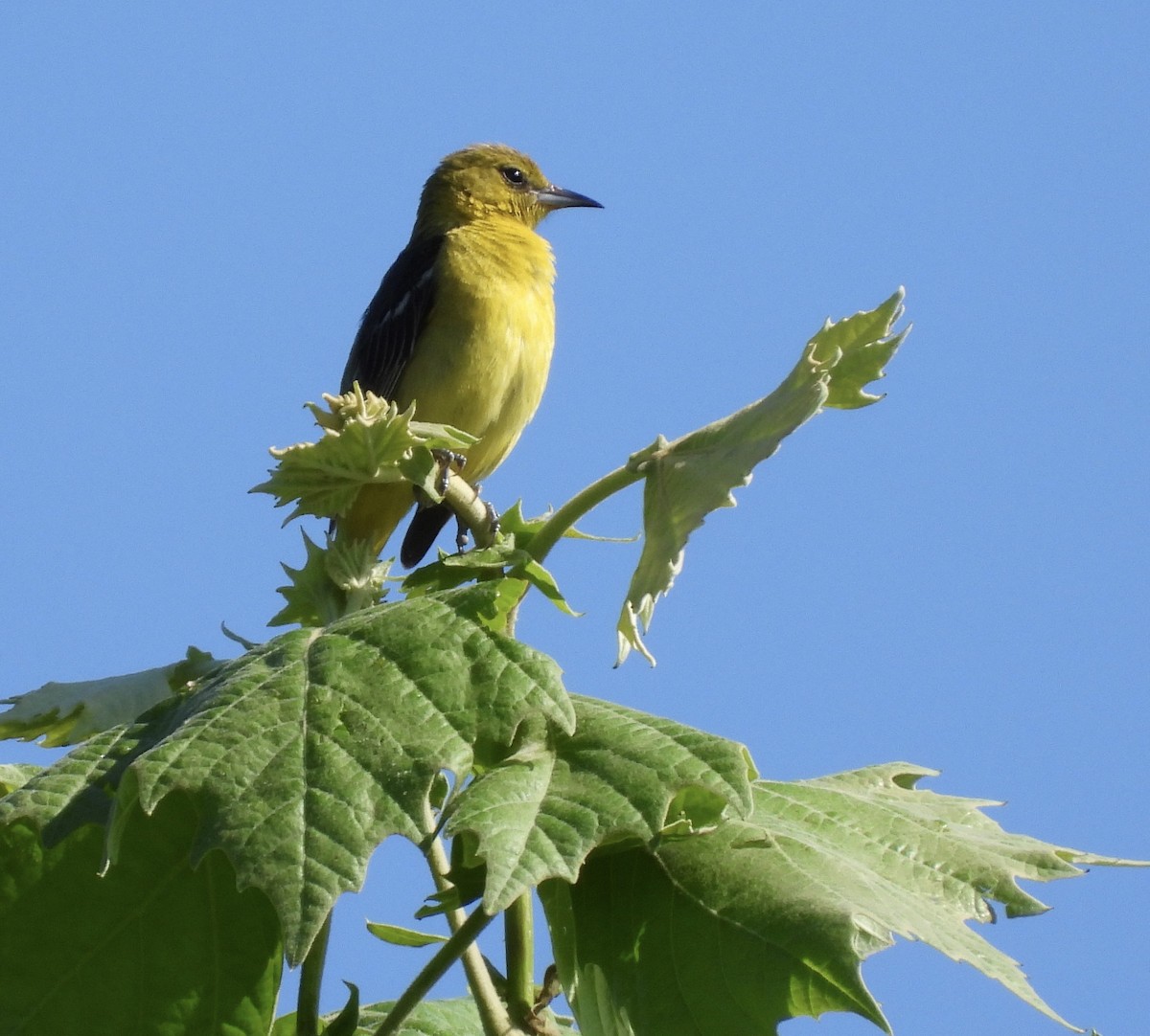 Oriole des vergers - ML638314746
