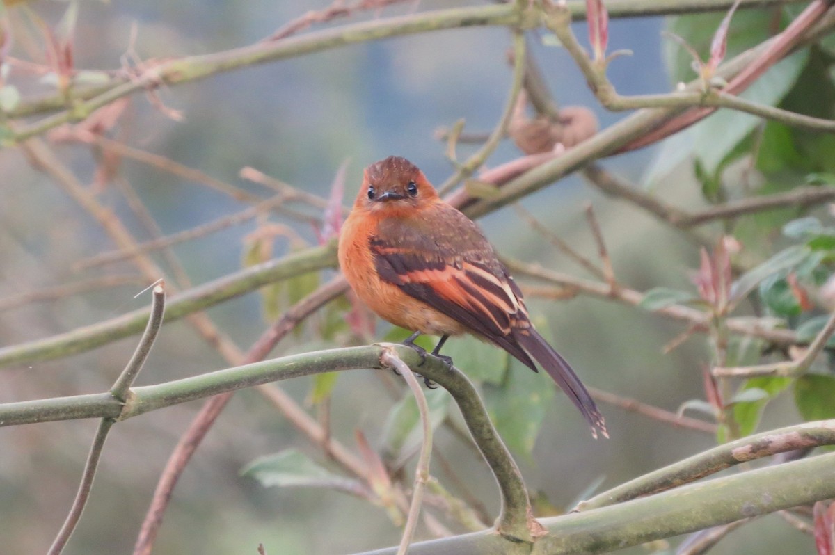 Cinnamon Flycatcher - ML638314752