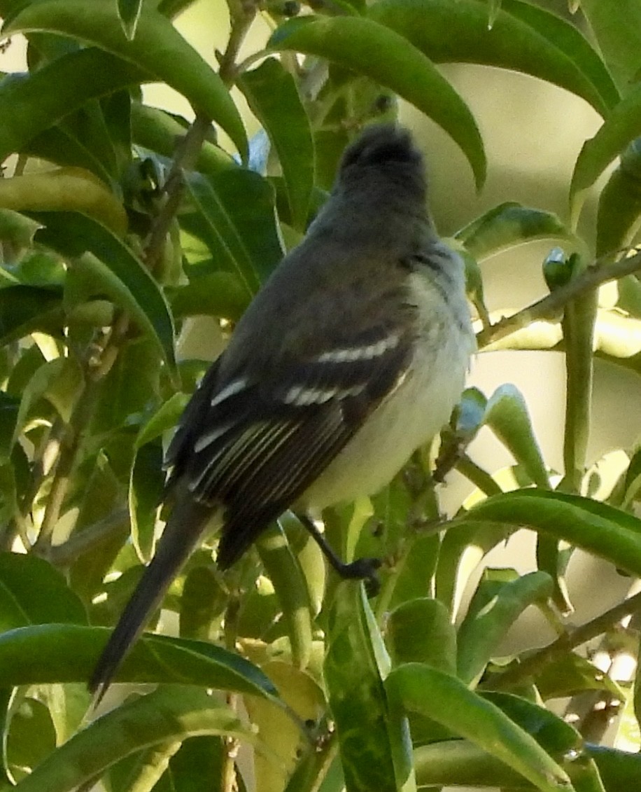 Yellow-bellied Elaenia - ML638314754