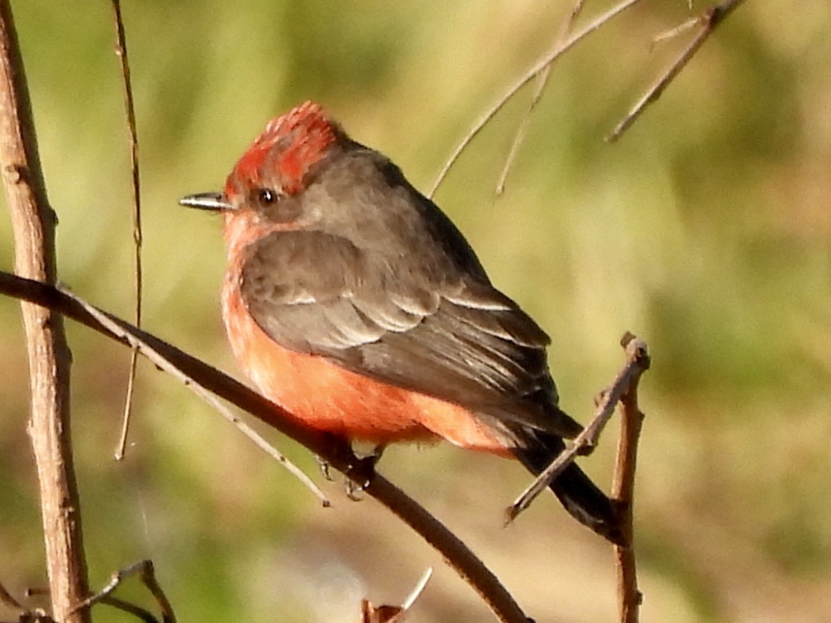 Vermilion Flycatcher - ML638314756