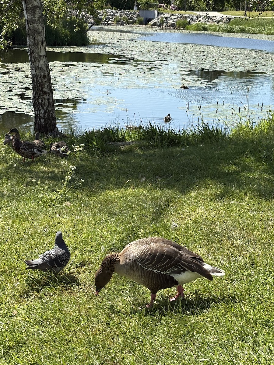 Pink-footed Goose - ML638314761