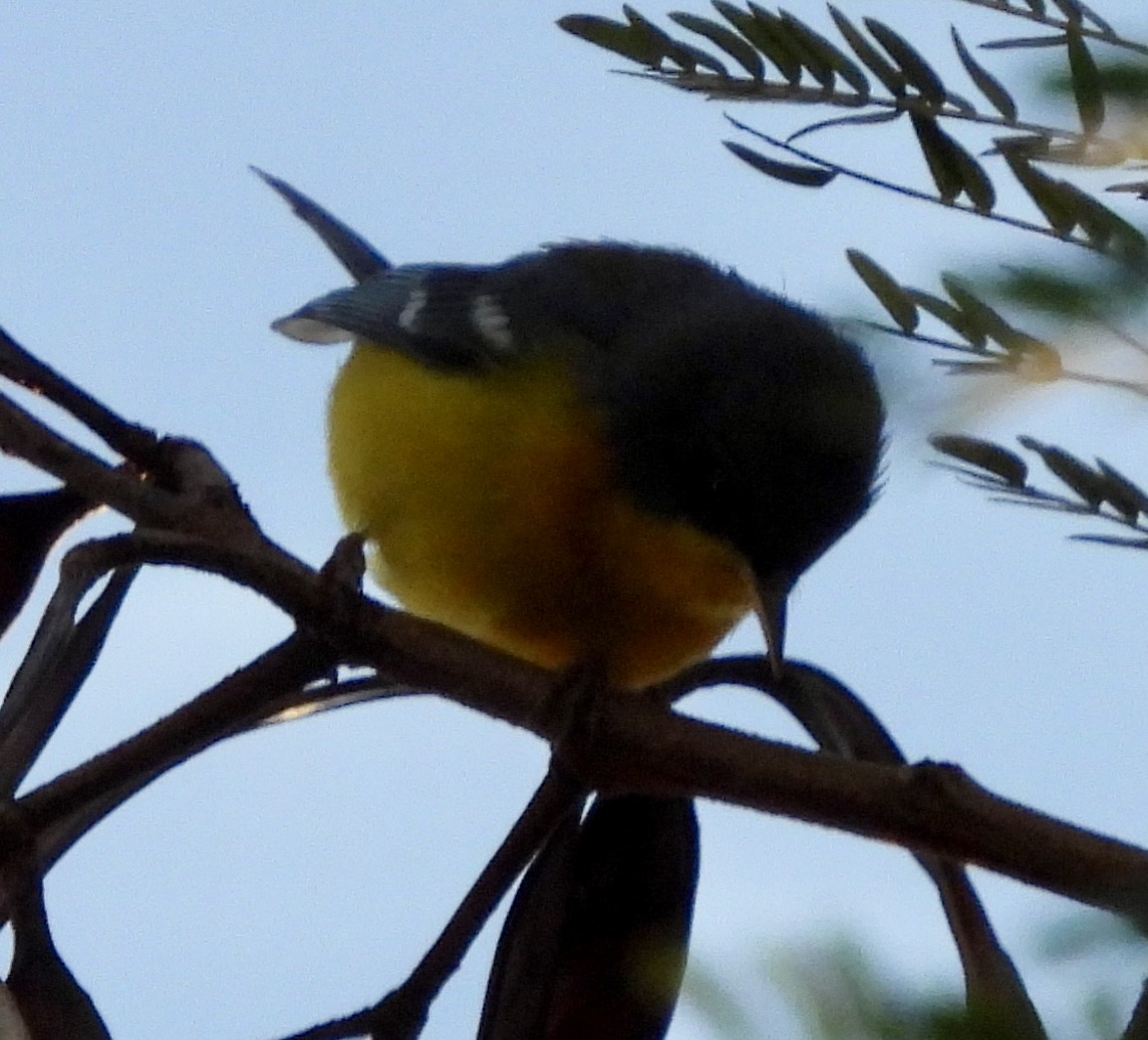 Tropical Parula - ML638314772