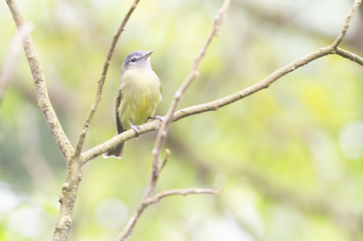 Yellow-olive Flatbill - ML638314776